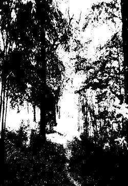 Forest Grave : The Light Through the Trees Pt. II